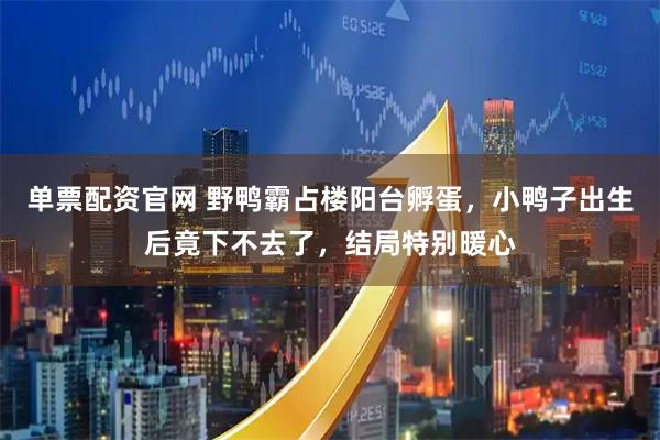 单票配资官网 野鸭霸占楼阳台孵蛋，小鸭子出生后竟下不去了，结局特别暖心